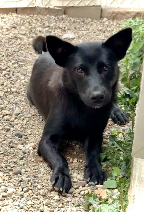 Photo of Jade, adoptable Shepherd in Estherville, Iowa