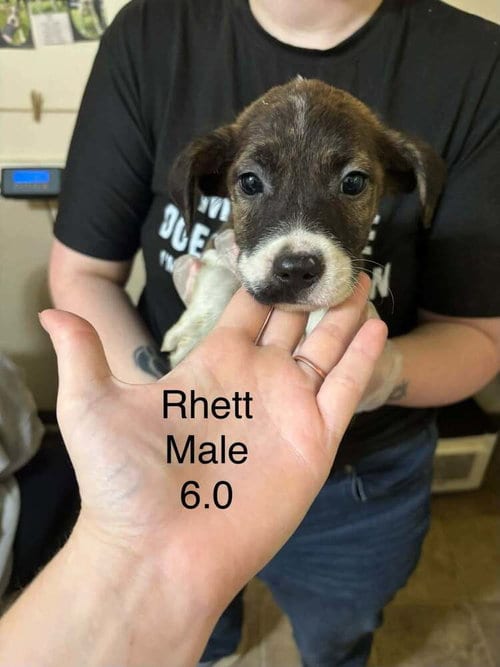 Photo of Johnson Rs : Rhett, adoptable Boxer in Aurora, Indiana
