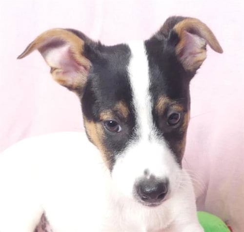 Photo of Ms. Snoopy, adoptable Catahoula Leopard Dog in Ukiah, California