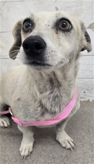 Photo of Piper, adoptable Chihuahua in San Bernardino, California