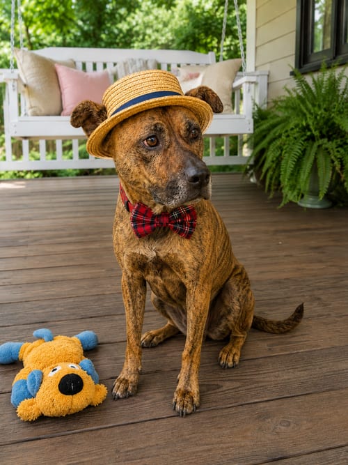 Photo of Golden lab males, adoptable Labrador Retriever in Mt. Laurel, New Jersey