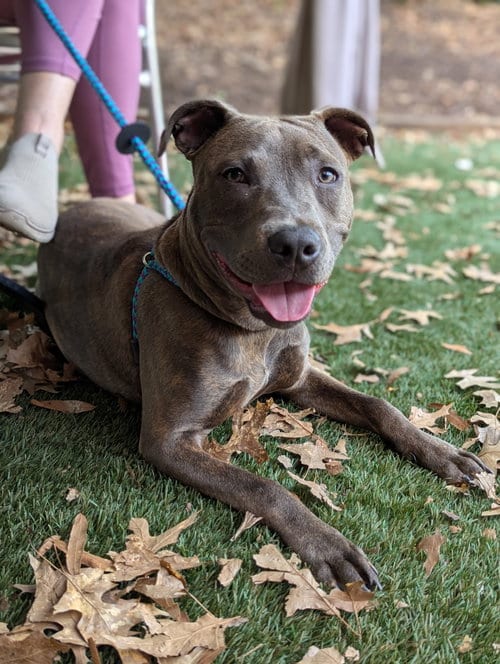 Photo of Athena the Pittie, adoptable American Pit Bull Terrier in Holly Springs, North Carolina