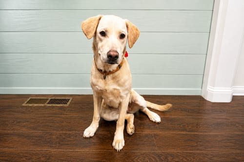 Photo of Lacey, adoptable Labrador Retriever in Clovis, California