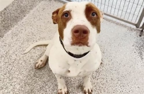Photo of Shepherd, adoptable Staffordshire Bull Terrier in Houston, Texas