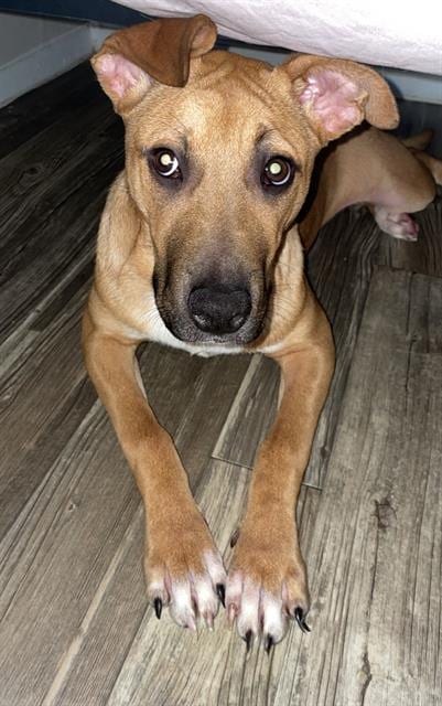 Photo of Skittles, adoptable Bull Terrier in San Antonio, Texas