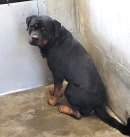 Photo of Hulk, adoptable Rottweiler in Los Angeles, California