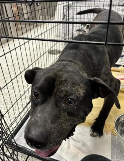 Photo of Dasher, adoptable dog in Atlanta, Georgia