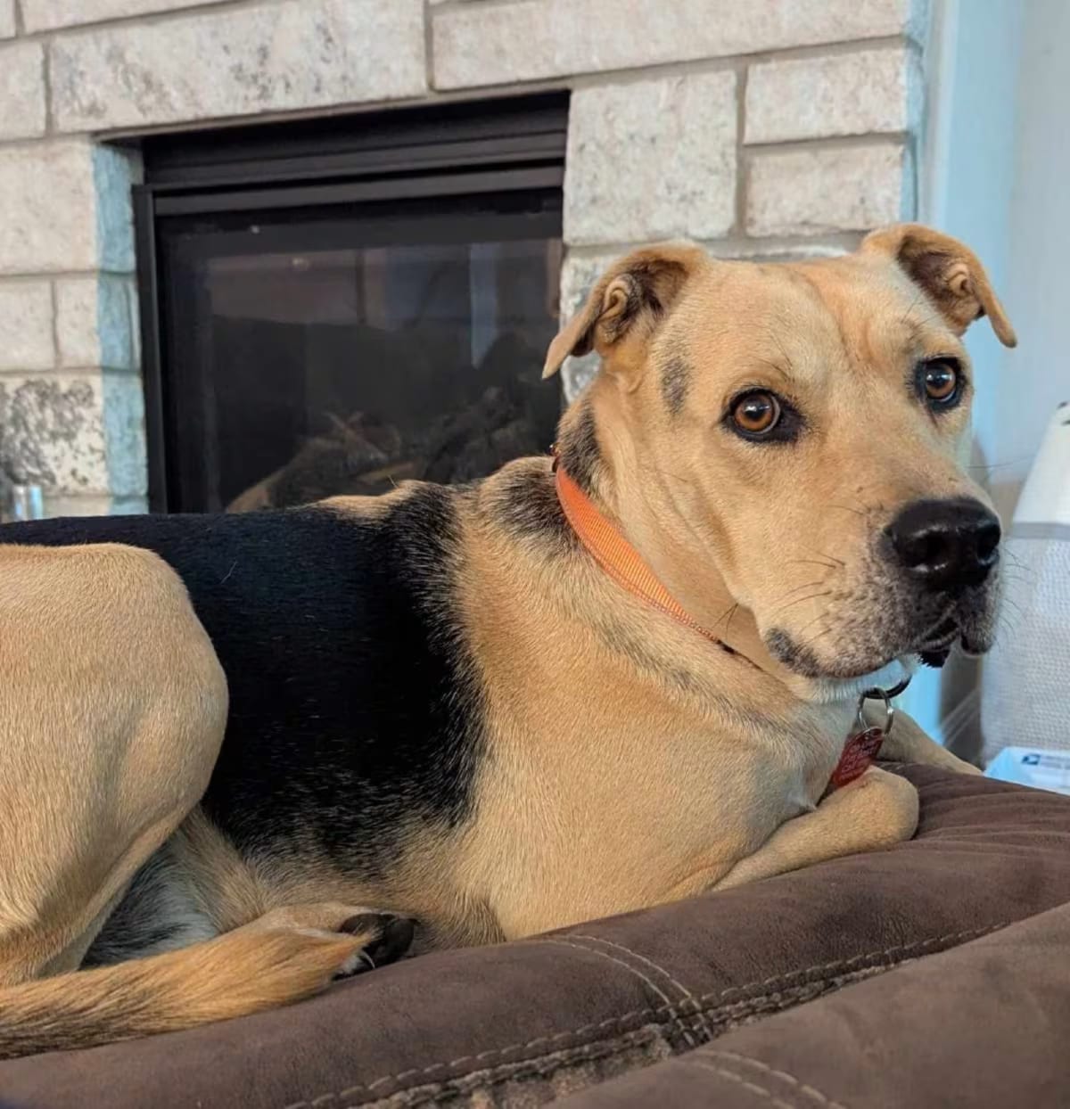 Photo of Relay, adoptable Shepherd (Unknown Type) in Chattanooga, Tennessee