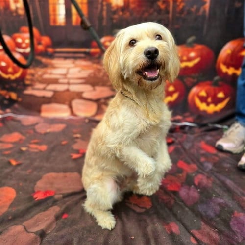 Photo of Teena, adoptable Terrier in Long Beach, California