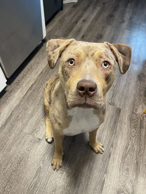 Photo of Hattie, adoptable Pit Bull Terrier in Sunnyvale, California