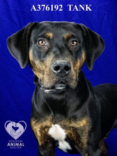 Photo of Tank, adoptable Plott Hound in Stockton, California