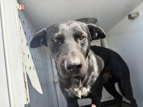 Photo of Mars, adoptable Labrador Retriever in Riverside, California
