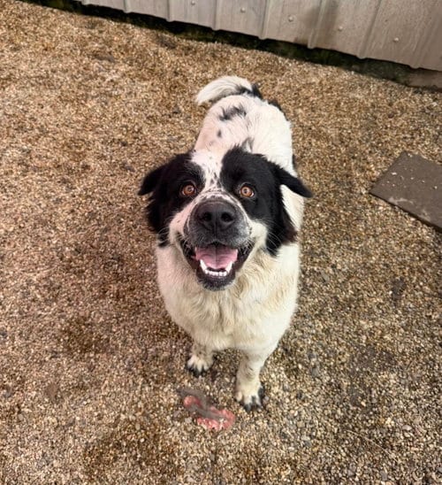 Photo of Poseidon - a true gentleman, adoptable Saint Bernard in Oakhurst, New Jersey