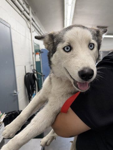 Photo of Cupcake, adoptable Siberian Husky in San Bernardino, California