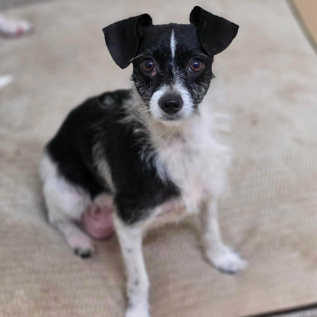 Photo of Little Bit - City of Industry Location, adoptable Terrier / Mix