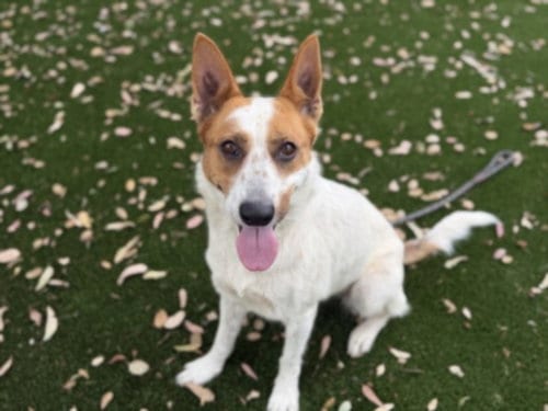 Photo of Auko, adoptable Australian Cattle Dog/Blue Heeler in Los Angeles, California