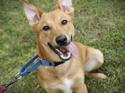Photo of Luna, adoptable Carolina Dog in Tallahassee, Florida
