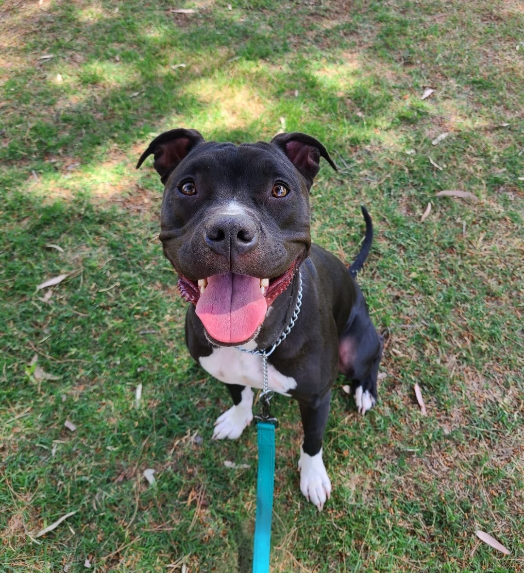 Photo of Luna Bear, adoptable American Pit Bull Terrier in Maricopa, Arizona