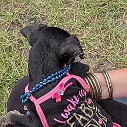 Photo of Poppy, adoptable Retriever (Unknown Type) Mixed Breed (Small) in Jesup, Georgia
