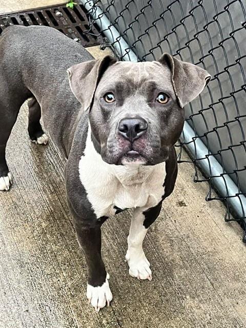 Photo of Leeza, adoptable American Pit Bull Terrier mix in Chicago, Illinois