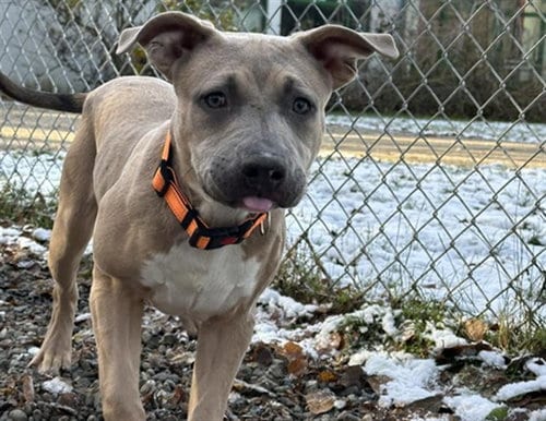 Photo of Monty, adoptable Pit Bull Terrier in Anchorage, Alaska