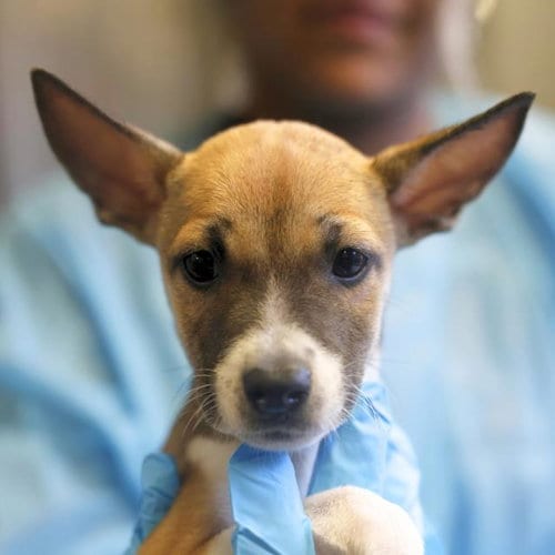 Photo of Pluto, adoptable Husky in San Antonio, Texas