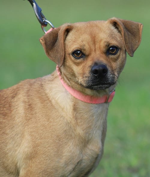 Photo of Autumn, adoptable Chihuahua in North Fort Myers, Florida