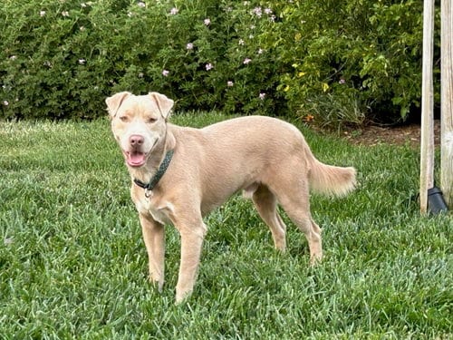 Photo of Thaddeus, adoptable Labrador Retriever in San Diego, California