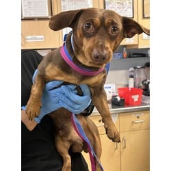 Photo of Homerun, adoptable Dachshund Chihuahua in Jurupa Valley, California