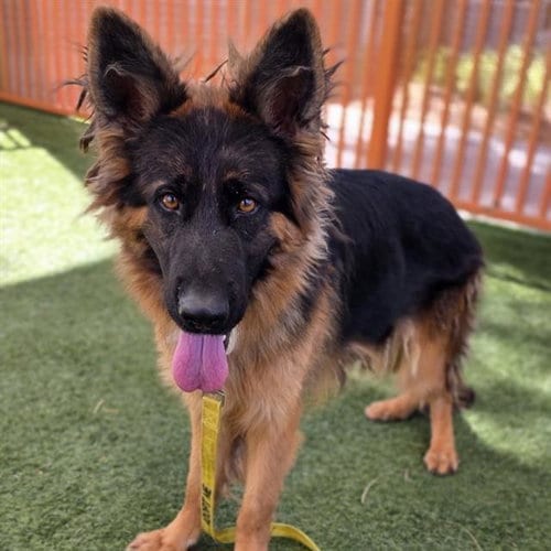 Photo of Charlie, adoptable German Shepherd Dog in Las Vegas, Nevada