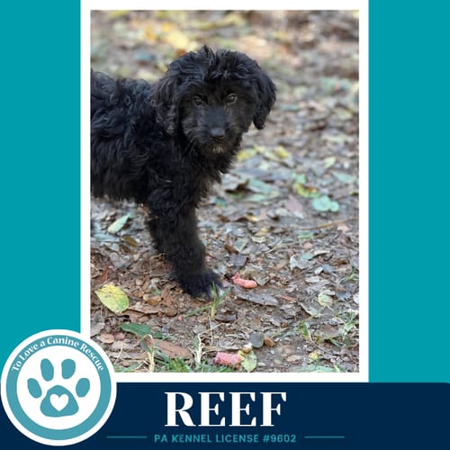 Photo of Reef(Seashore Squad) 101726, adoptable Poodle (unknown type) in Kimberton, Pennsylvania