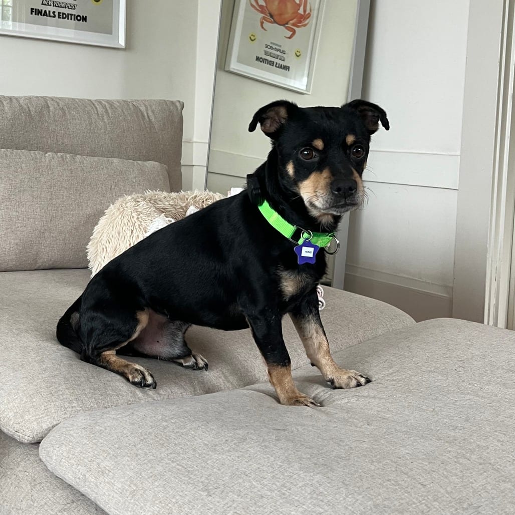 Photo of King, adoptable Mixed Breed (Small) in San Francisco, California