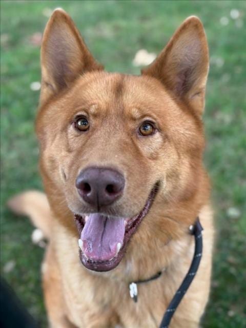 Photo of Oso, adoptable German Shepherd Dog in Woodland, California