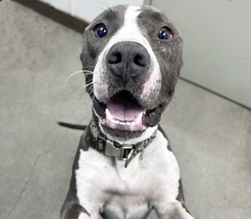 Photo of Buck, adoptable dog