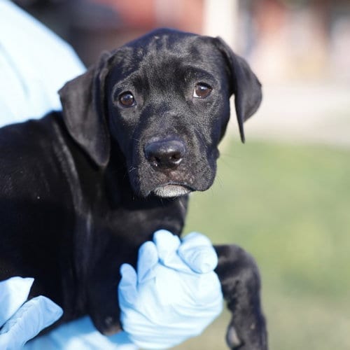 Photo of Scout, adoptable American Staffordshire Terrier in San Antonio, Texas