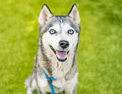 Photo of Juno, adoptable Siberian Husky in San Jose, California