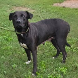 Photo of Quinn JuM, adoptable Labrador Retriever in Hartford, Connecticut