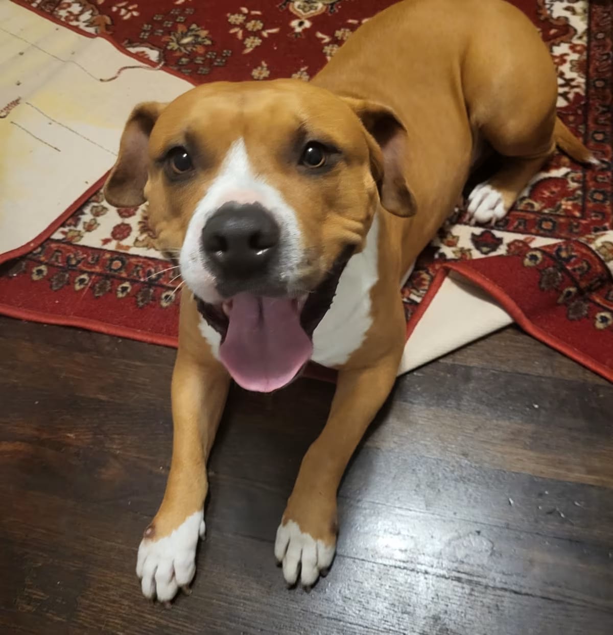 Photo of Ginger, adoptable American Pit Bull Terrier/American Bulldog in Dallas, Texas
