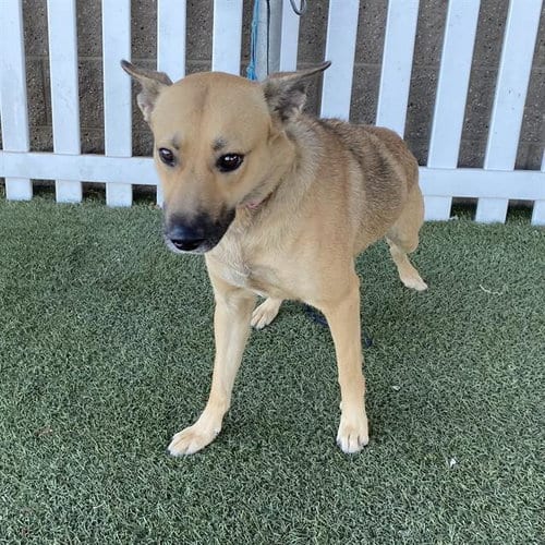 Photo of Demi, adoptable German Shepherd Dog in Modesto, California
