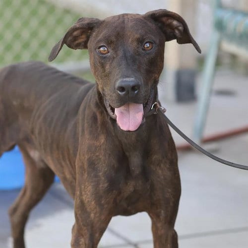 Photo of Hunter, adoptable Plott Hound in Modesto, California