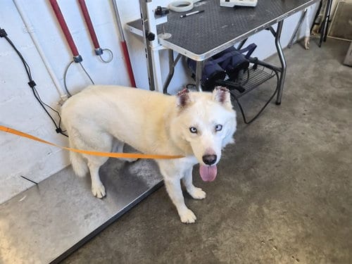Photo of Grinchy, adoptable Siberian Husky in Corona, California