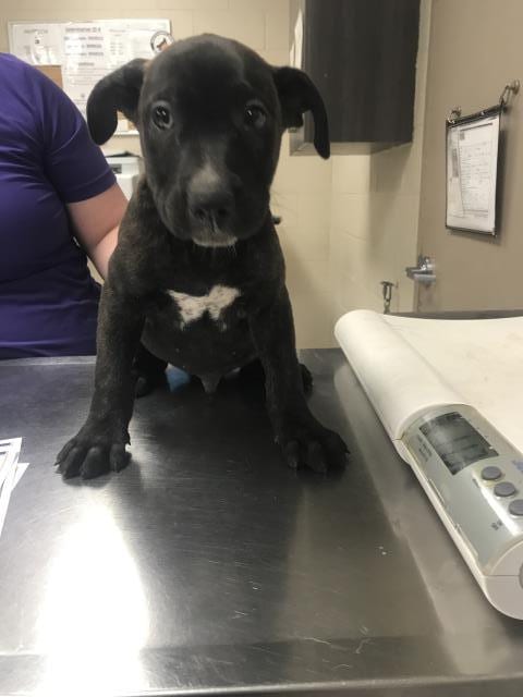 Photo of Spike, adoptable Pit Bull Terrier in Conroe, Texas