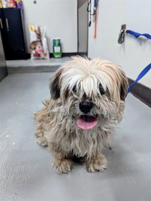 Photo of A171417, adoptable Maltese in Bakersfield, California