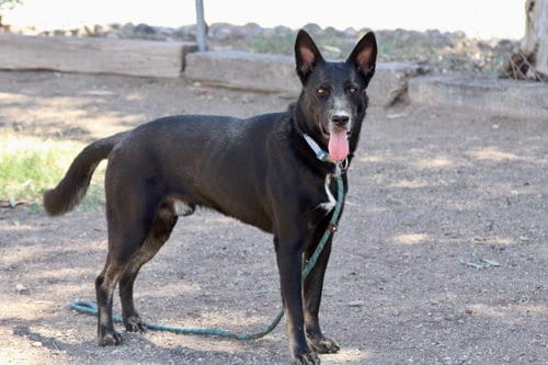 Photo of Ernie, adoptable Shepherd in El Centro, California