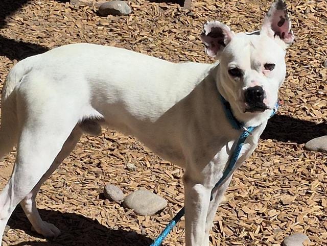 Photo of Spot, adoptable Podengo Portugueso Pequeno mix in Albuquerque, New Mexico