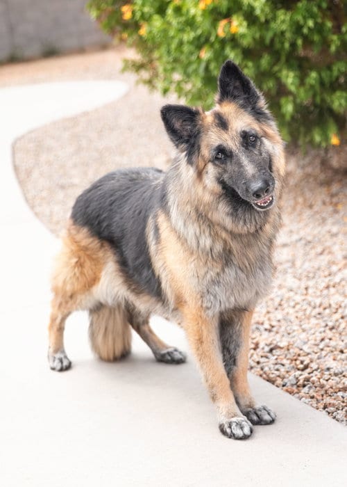 Photo of Jenna, adoptable German Shepherd Dog in Scottsdale, Arizona