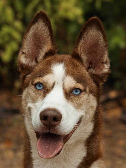 Photo of Zorro, adoptable Siberian Husky in Carrollton, Texas