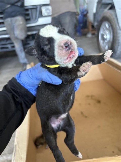 Photo of A660819, adoptable Labrador Retriever in Houston, Texas