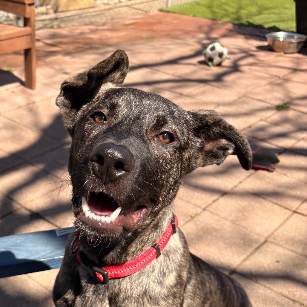 Photo of Lobo, adoptable Terrier, Pit Bull / Mixed Breed (Medium) in Dallas, Texas
