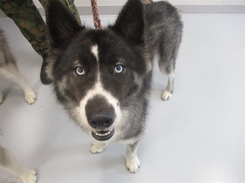 Photo of Sally, adoptable Siberian Husky in Ocala, Florida